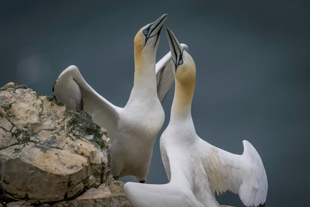 漳浦开渔 千帆竞发赴蓝海